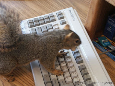 Tech Squirrel