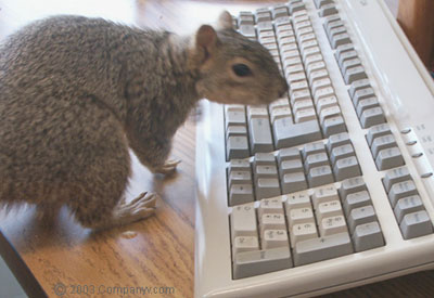 Tech Squirrel